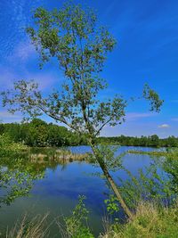 Scenic view of lake against blue sky