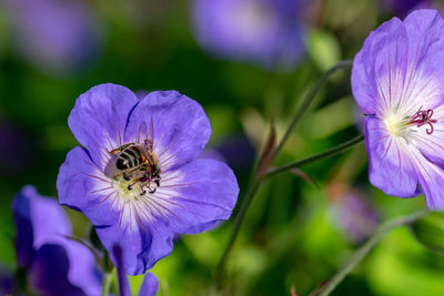 Honeybee collecting nectar pollen from a purple geranium rozanne, gerwat, also known as jolly bee