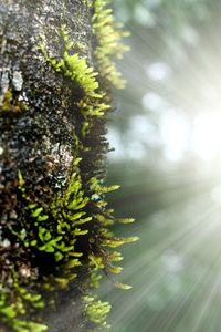 Close-up of plant growing on tree trunk