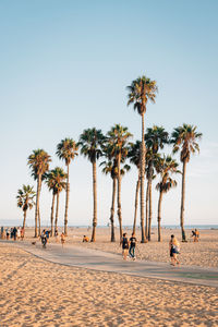 Palm trees on beach against clear sky