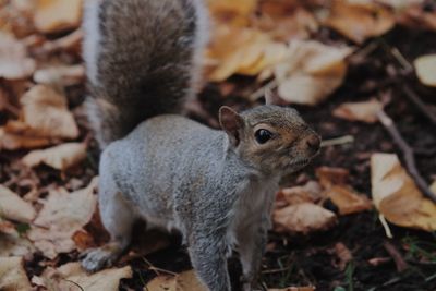 Close-up of squirrel on leaves