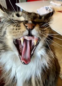 Close-up of cat yawning