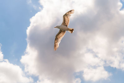 Low angle view of seagull flying in sky