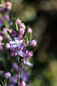 Close-up of pink flowering plant