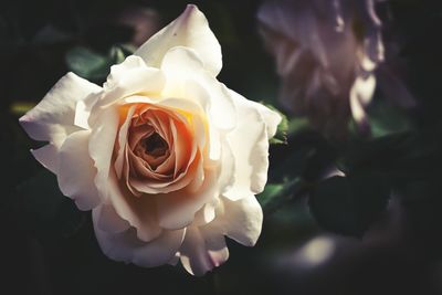 Close-up of white rose