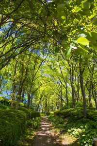 Footpath amidst trees in forest