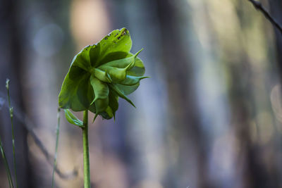 Close-up of plant