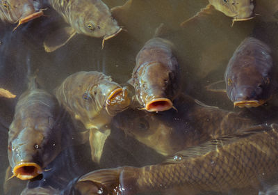 Close-up of fish swimming in sea