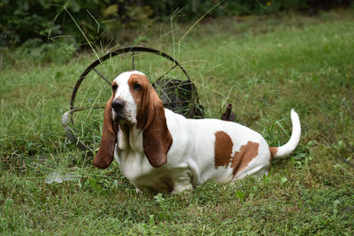 Side view of a dog on field