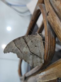 Close-up of wood