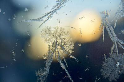 Close-up of frozen plants against sky during winter