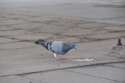 Close-up of seagull on beach