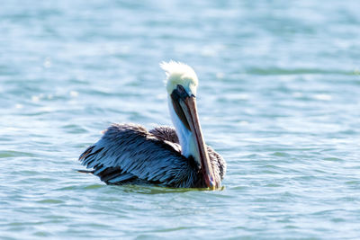 Close-up of a bird