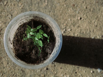 Close-up of potted plant