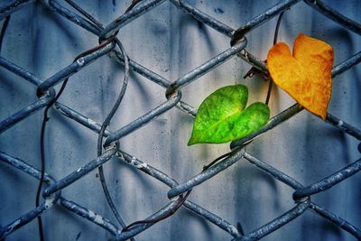 Close-up of autumn leaf on chainlink fence