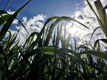 Low angle view of plants growing on field against sky