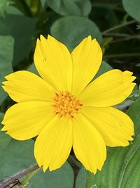 Close-up of yellow flower