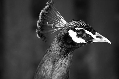 Close-up of bird