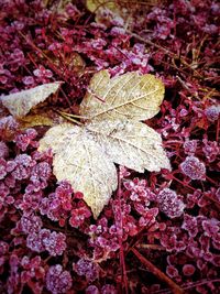 Close-up of pink flowers