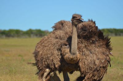 Ostrich on grassy field