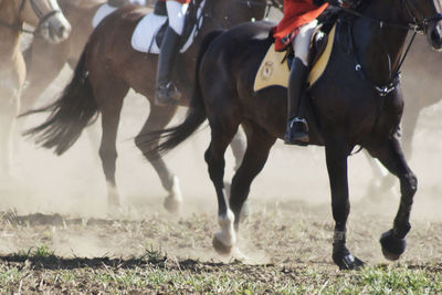 View of horse running on field