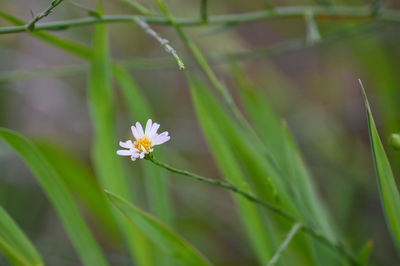 Close-up of white flowers