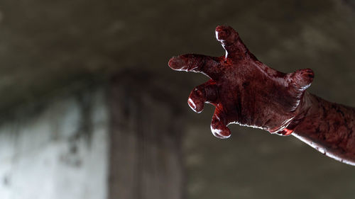 Cropped hand of man with blood