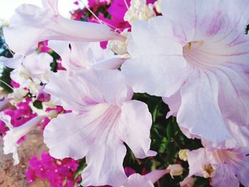 Close-up of pink cherry blossoms