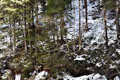 Trees in forest during winter