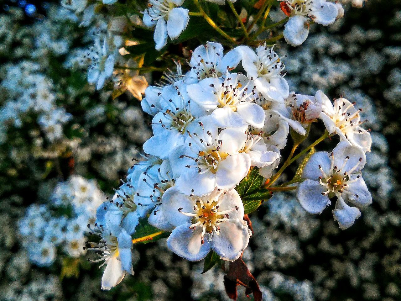 flower, growth, freshness, fragility, water, beauty in nature, petal, nature, blooming, close-up, focus on foreground, plant, white color, flower head, in bloom, tree, high angle view, blossom, day, tranquility