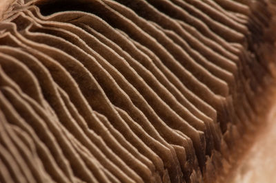 Cropped image of mushroom