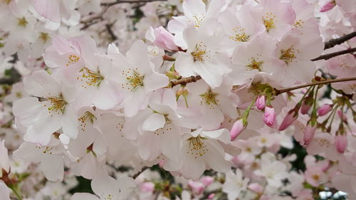 Low angle view of pink flowers