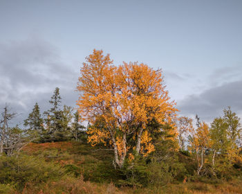 Autumn trees on field against sky