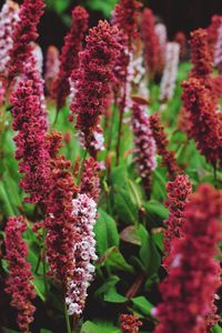 Close-up of purple flowers blooming outdoors