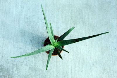 Directly above shot of aloe vera in potted plant