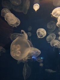 Jellyfish in sea