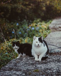 Cat sitting on rock with flowers