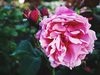 Close-up of pink rose