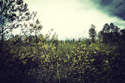 Scenic view of field against cloudy sky