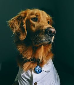 Close-up of a dog over black background