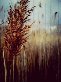 Close-up of plants growing on field