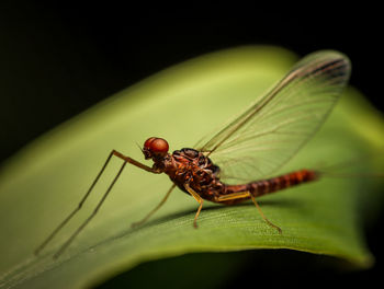 Close-up of dragonfly on plant