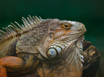 Close-up of a lizard