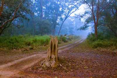 Trees on field in forest
