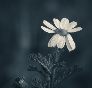 Close-up of flowering plant