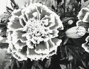 Close-up of flowers blooming outdoors