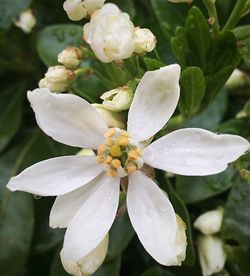 Close-up of white flower