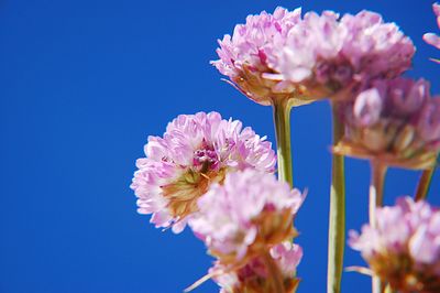 Close-up of pink flowering plant against blue sky