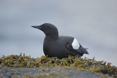 A black guillemot on a seaweed bed