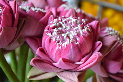 Close-up of pink flowers